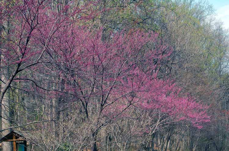 apple, cherry blossom trees
